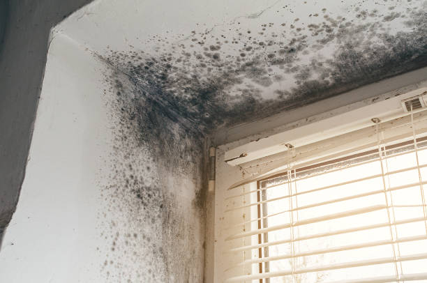 Trusted Mold Testing service in Hamilton, IL - Cheap Mold Removal